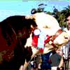 Bovinos