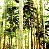 Forestación