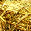 Agricultura
